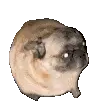 Cute Pug Sticker