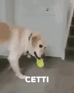 Cetti